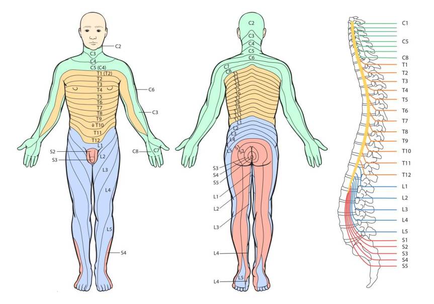 What is a dermatome?