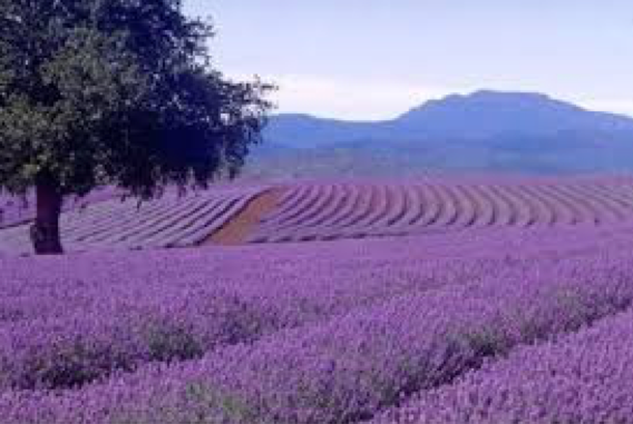 Essential Oil Profile: Lavender