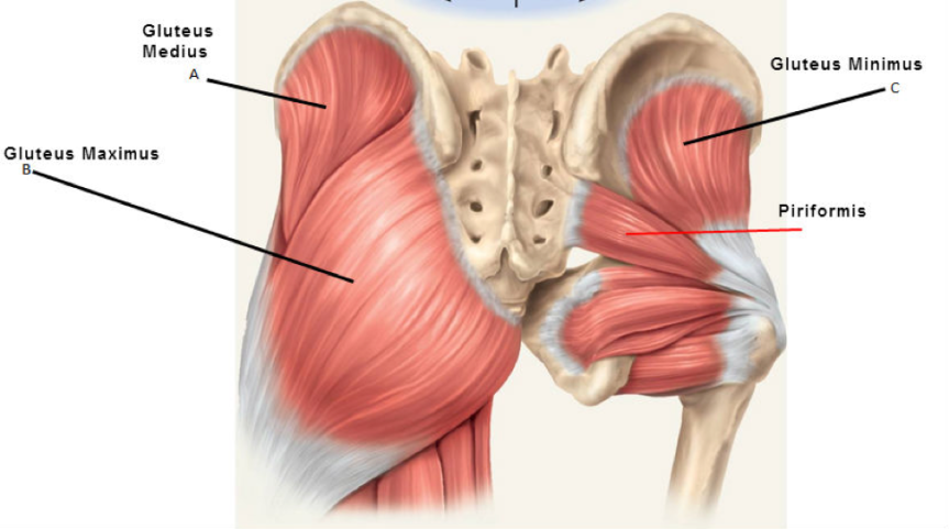 Pain in the Butt? How to treat Piriformis Syndrome with acupuncture and massage.